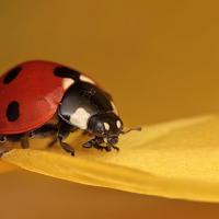 Seven-Spot Ladybird in a Daffodil 